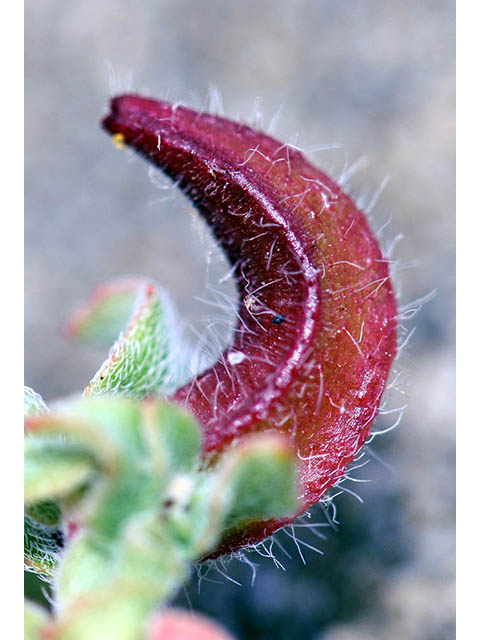 Camissonia cheiranthifolia (Beach suncup) #76256