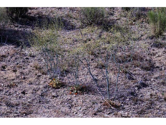 Eriogonum inflatum (Desert trumpet) #52491