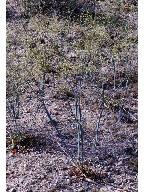 Eriogonum inflatum (Desert trumpet) #52493