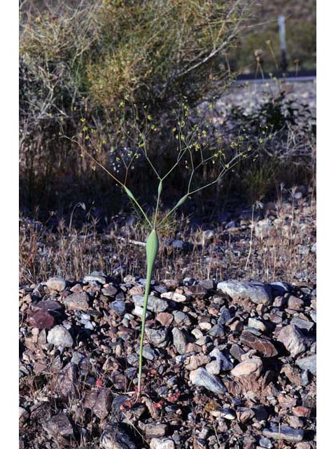 Eriogonum inflatum (Desert trumpet) #52505