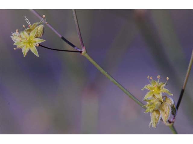 Eriogonum inflatum (Desert trumpet) #52512