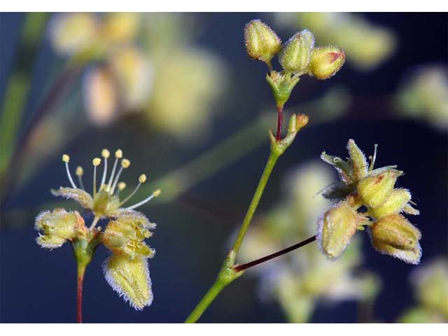 Eriogonum inflatum (Desert trumpet) #52514