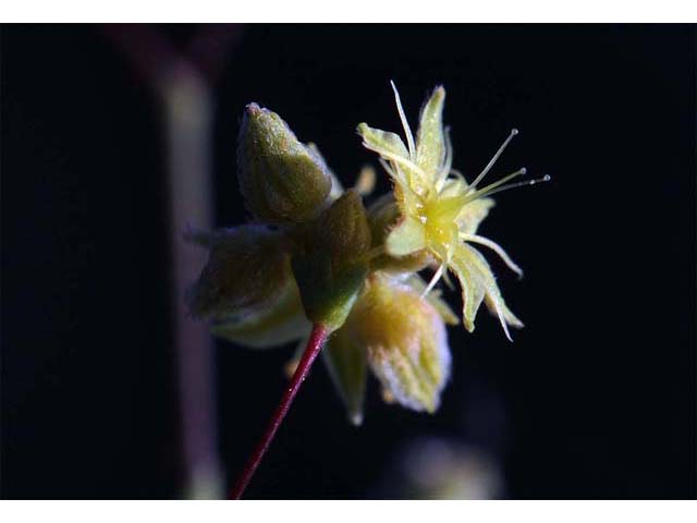 Eriogonum inflatum (Desert trumpet) #52518