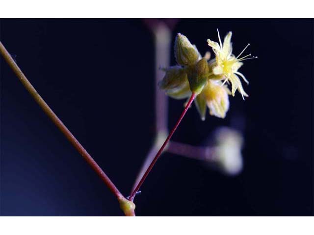 Eriogonum inflatum (Desert trumpet) #52521