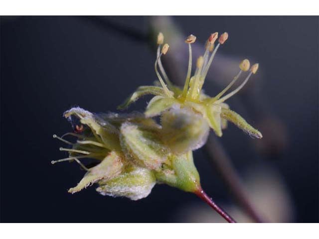 Eriogonum inflatum (Desert trumpet) #52523