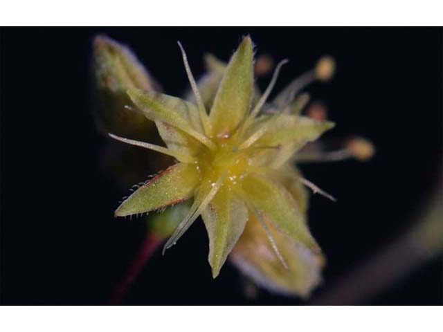 Eriogonum inflatum (Desert trumpet) #52525