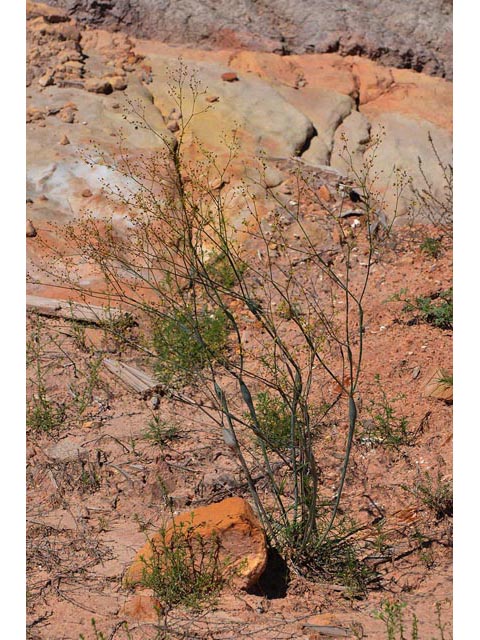 Eriogonum inflatum (Desert trumpet) #52526