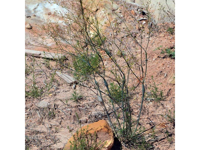 Eriogonum inflatum (Desert trumpet) #52527