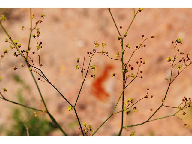 Eriogonum inflatum (Desert trumpet) #52528