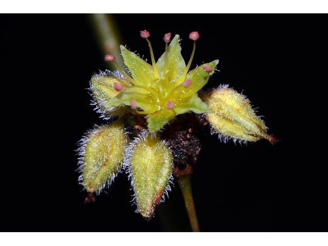 Eriogonum inflatum (Desert trumpet) #52534