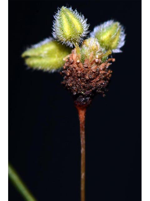 Eriogonum inflatum (Desert trumpet) #52545