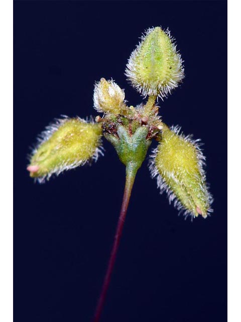 Eriogonum inflatum (Desert trumpet) #52549