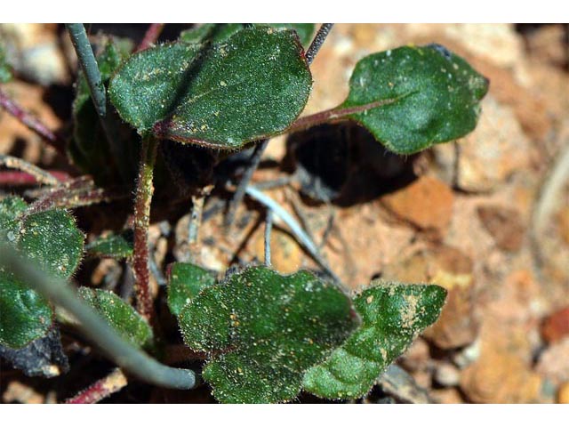 Eriogonum inflatum (Desert trumpet) #52553