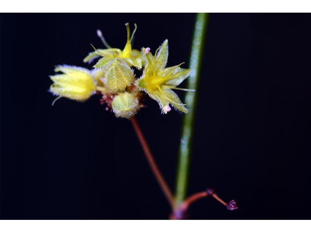 Eriogonum inflatum (Desert trumpet) #52561