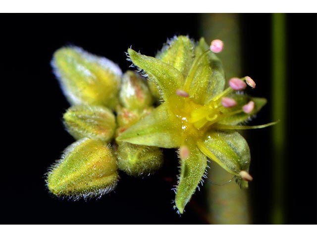 Eriogonum inflatum (Desert trumpet) #52566