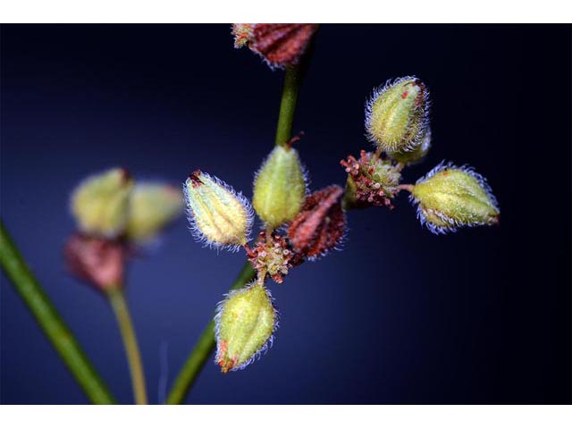 Eriogonum inflatum (Desert trumpet) #52567