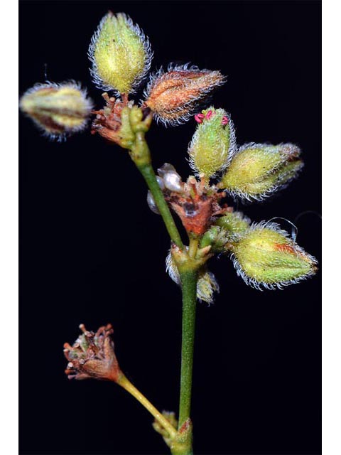 Eriogonum inflatum (Desert trumpet) #52569