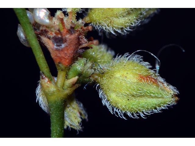 Eriogonum inflatum (Desert trumpet) #52571