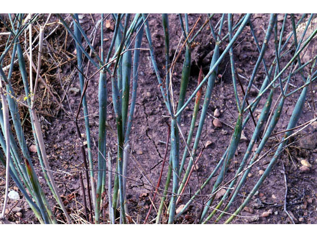 Eriogonum inflatum (Desert trumpet) #57676