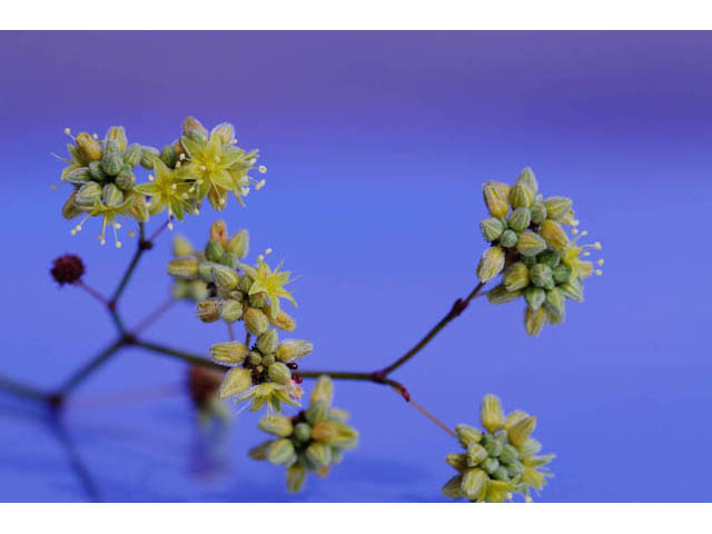 Eriogonum inflatum (Desert trumpet) #57680