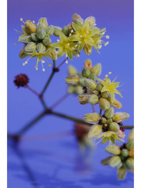 Eriogonum inflatum (Desert trumpet) #57682