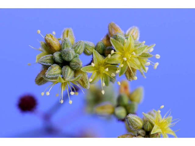 Eriogonum inflatum (Desert trumpet) #57683