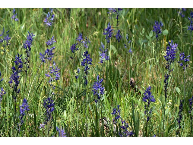 Camassia quamash (Small camas) #61078