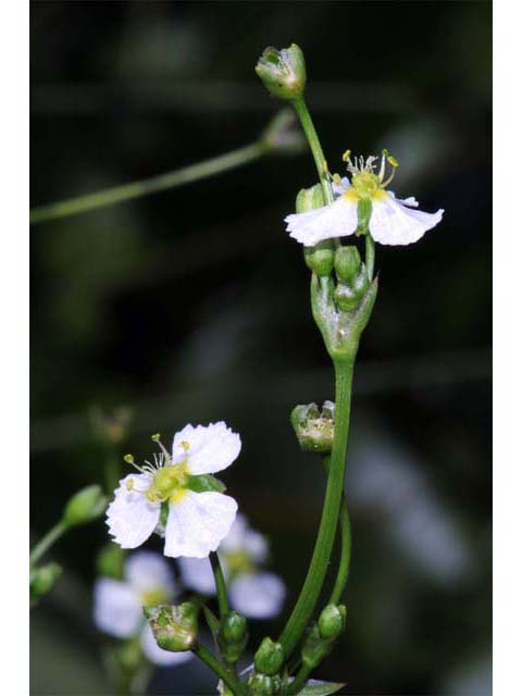 Alisma triviale (Northern water plantain) #61114