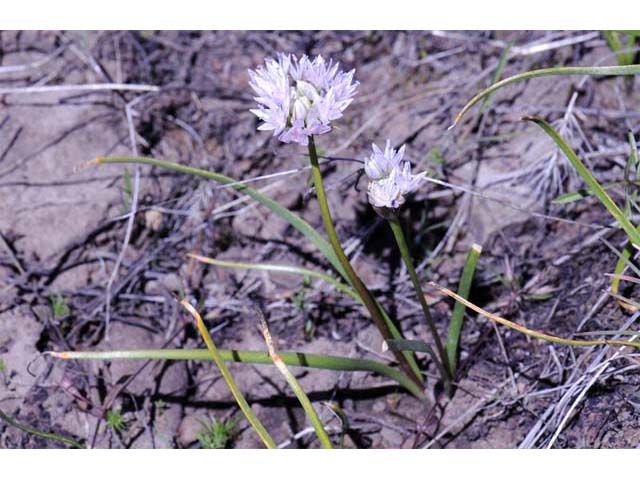 Allium lemmonii (Lemmon's onion) #61145