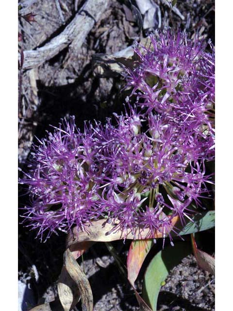 Allium platycaule (Broadstemmed onion) #61164