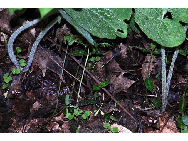 Asarum canadense (Canadian wild ginger) #61738