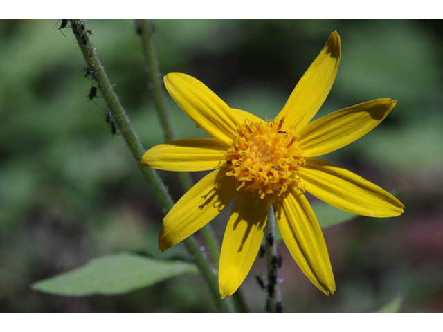 Arnica cordifolia (Heartleaf arnica) #61764