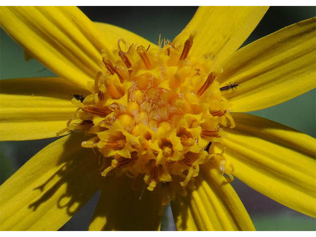 Arnica cordifolia (Heartleaf arnica) #61765