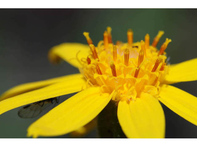 Arnica cordifolia (Heartleaf arnica) #61767