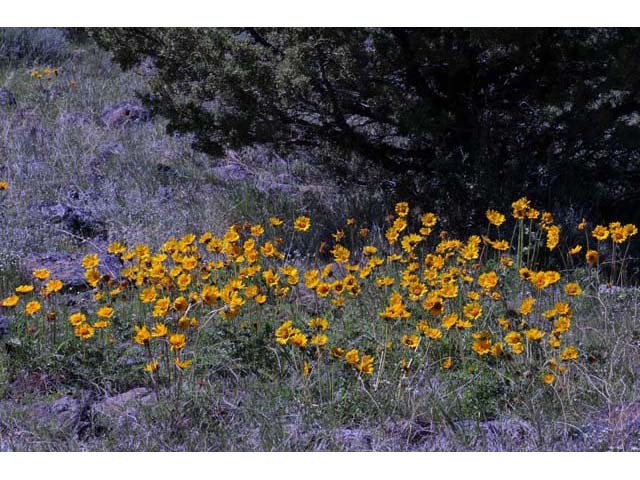 Balsamorhiza hookeri (Hooker's balsamroot) #61848