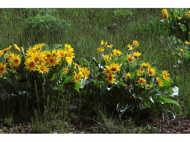 Balsamorhiza sagittata (Arrowleaf balsamroot) #61873