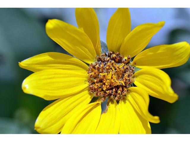 Balsamorhiza sagittata (Arrowleaf balsamroot) #61890