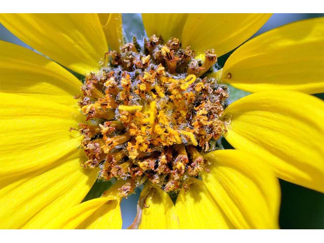 Balsamorhiza sagittata (Arrowleaf balsamroot) #61891