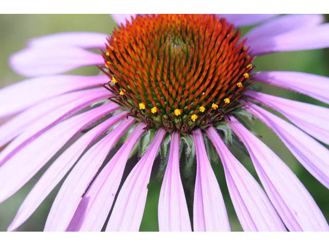 Echinacea purpurea (Eastern purple coneflower) #62038