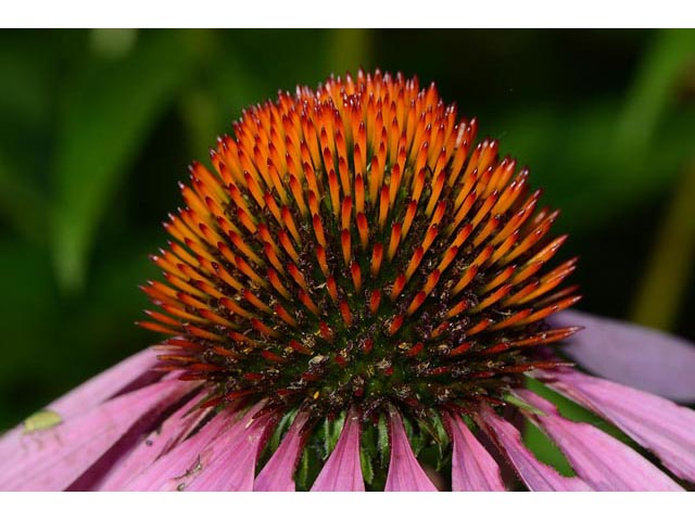 Echinacea purpurea (Eastern purple coneflower) #62052