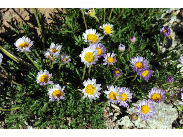 Erigeron compositus (Cutleaf daisy) #62099