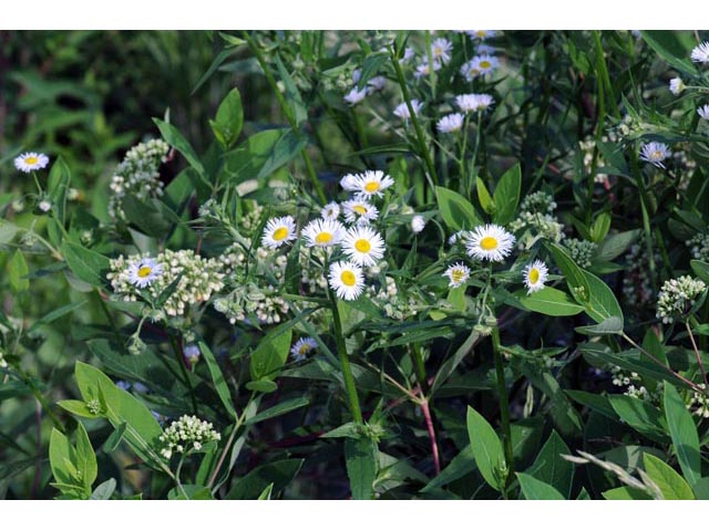 Erigeron philadelphicus (Philadelphia fleabane) #62138