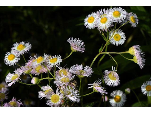 Erigeron philadelphicus (Philadelphia fleabane) #62151