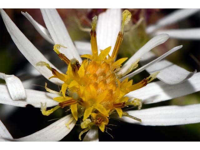 Eurybia divaricata (White wood aster) #62199