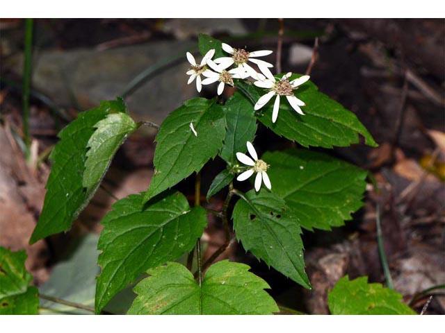 Eurybia divaricata (White wood aster) #62211