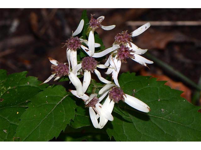 Eurybia divaricata (White wood aster) #62214