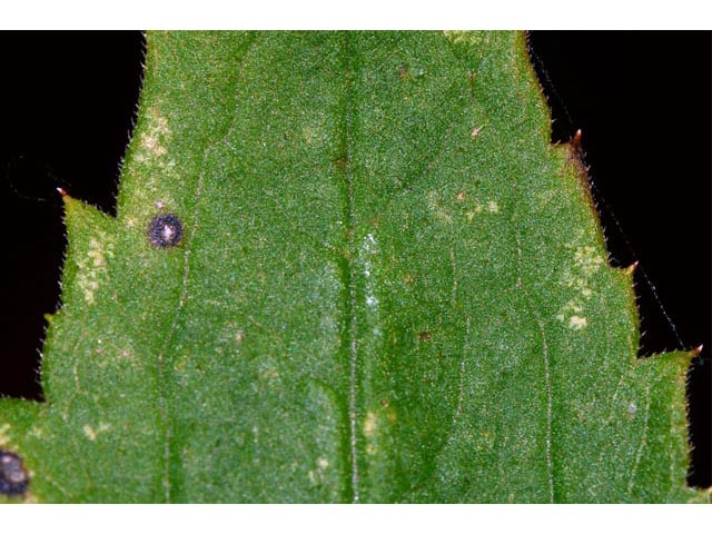 Eurybia divaricata (White wood aster) #62217