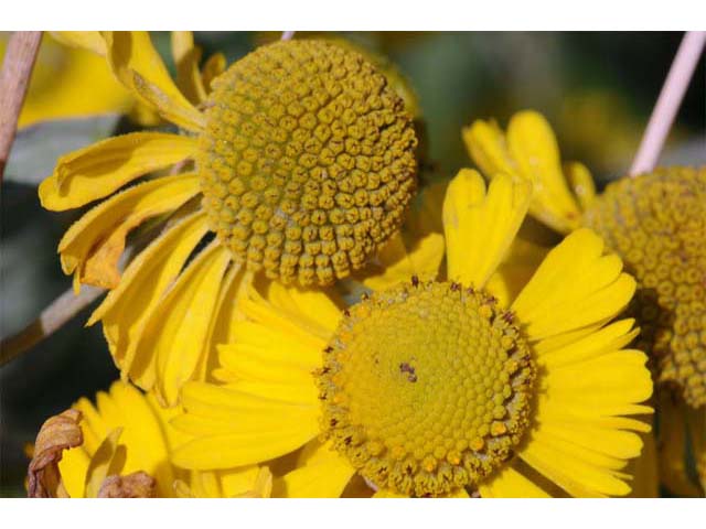 Helenium autumnale (Common sneezeweed) #62314