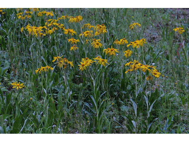 Hymenoxys hoopesii (Owl's-claws) #62446