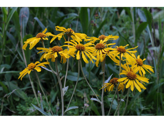 Hymenoxys hoopesii (Owl's-claws) #62448